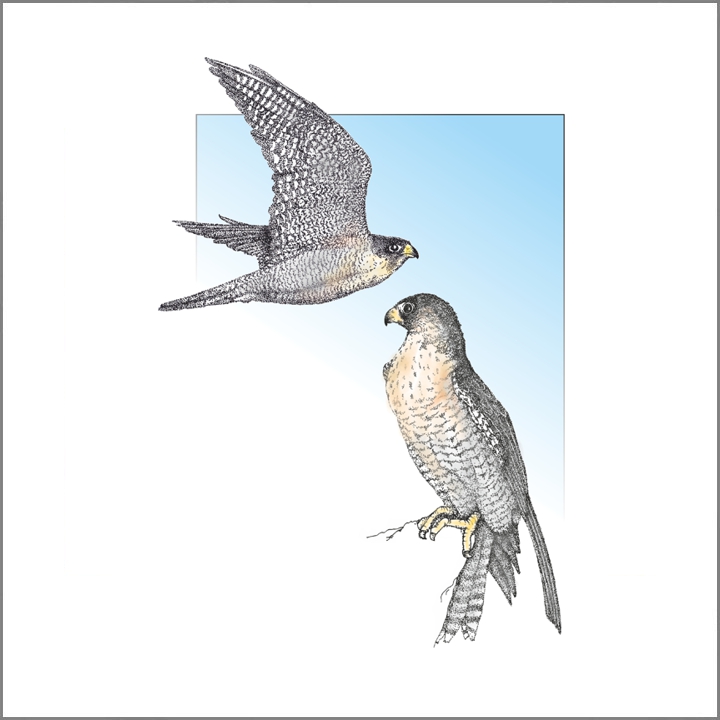 2020 Slechtvalken.jpg